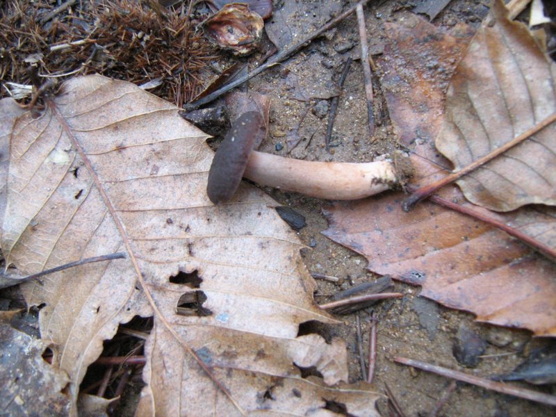 Funghi dalla Castellina